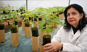 Mariangela Hungria e a técnica que economiza bilhões ao Brasil é destaque na revista Time